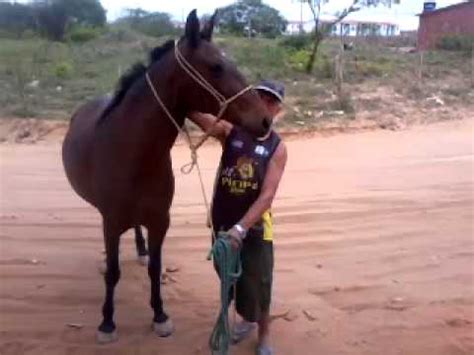 bucetinha de égua|Homem Comendo Égua